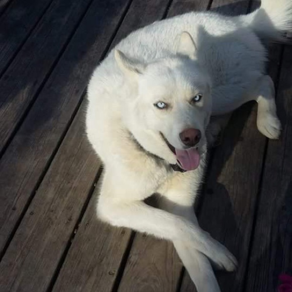 Meet your Posher, Jacob